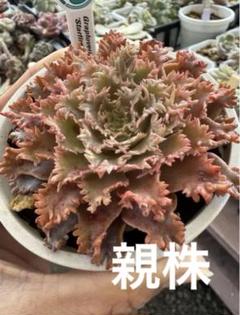 現品限り 大人気 多肉植物 スターファイヤー 超美苗 レア種 ゆうゆう発送 新入荷 多肉植物 エケベリア スターファイヤー 超美苗 レア種