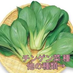 野菜種☆チンゲン菜☆変更→わさび菜 黒キャベツ 小蕪 ビーツ ピーマン