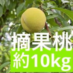 若桃加工用14キロ強 687.季節限定福島県産若桃摘果桃硬い桃加工用10kg常温発送玉数お