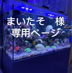 海水魚 飼育 セットの中古 未使用品 メルカリ