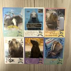 【レア】鳥羽水族館　アメリカビーバー グリン キラキラ コレクションカード 鳥羽水族館 コレクションカード レアカード アメリカンビーバー