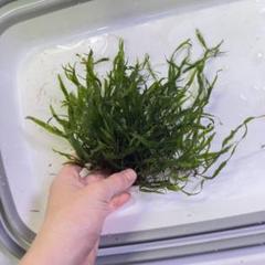 特大！ミクロソリウムsp.本ナロー活着ADA溶岩石!無農薬メルカリ便