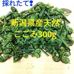 山菜新潟県産・天然こごみ300g - メルカリ