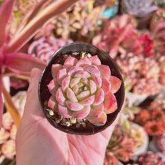 多肉植物　❁︎ピンクシャンペーン錦　発根済 ❀223 ピンクシャンペーンの生長記録 2022.09.18更新