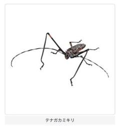 特大　テナガカミキリ　標本 特大 テナガカミキリ 標本 - メルカリ