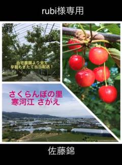rubi様専用 佐藤錦