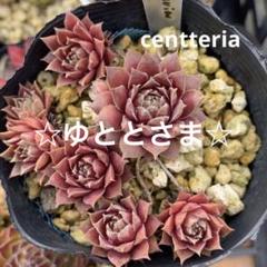 ゆととさま専用 センペルビウム 地植え、外置きのセンペルビウムです。 このままぽかぽかと春‥と