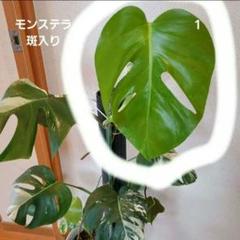 モンステラ 斑入り 苗の中古/未使用品 - メルカリ