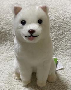 2025年最新】柴犬まる ぬいぐるみの人気アイテム - メルカリ