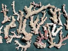 天然珊瑚　彫刻　B8タイプ 日本・高知産赤珊瑚 桜の彫り ペンダントトップ (21.6ミリ