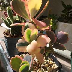 多肉植物 胡蝶の舞錦 ❤️(斑入り)鉢の中の苗全て