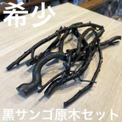 【早い者勝ち】　希少　長崎県産　黒サンゴ　原木　セットのサムネイル