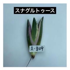 海坊主さん　アガベ　チタノタ　スナグルトゥース　メルカリ便 夏セールアガベ チタノタ スナグルトゥース‼️3000-700 - メルカリ
