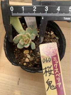 ミックスベリア おらいさん苗 桜鬼 札付き 多肉 観葉植物