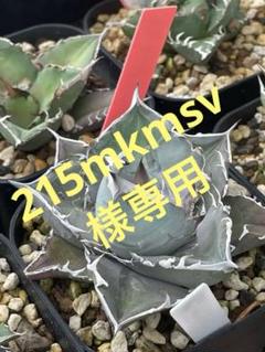 215mkmsv様専用 アガベ ブルー 実生選抜 LOW TYPE ① - メルカリ