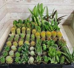 多肉植物　ミニサボテン　抜き苗　80個 多肉植物 サボテン ミニサボテン 抜き苗 100個 - メルカリ