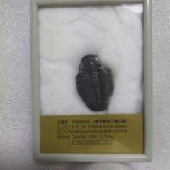 三葉虫　化石　セダリア 三葉虫化石セダリア
