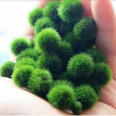 国産マリモ 約1cm 3個 癒しのマリモ 無農薬