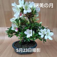 さつき盆栽【明美の月】小品盆栽 楽天市場】盆栽 皐月 明美の月 樹高 約16cm さつき Rhododendron