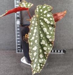 植物地獄様　レイヴン / マクラータ斑入り　葉挿し1枚 新作 植物地獄様 レイヴン / マクラータ斑入り 葉挿し1枚 その他