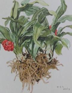 日本人気超絶の 小磯良平/植物画・オオバナセツコク/サイン入り/額付 メルカリ - 絵画