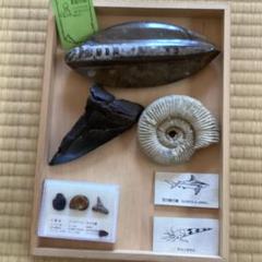 ☆専用です 希少 アンモナイト・三葉虫・サメの歯 化石まとめ