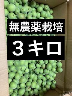 ♥農薬不使用♥愛知県産青梅★9キロ以上★ 2025年最新】無農薬 梅 愛知の人気アイテム - メルカリ