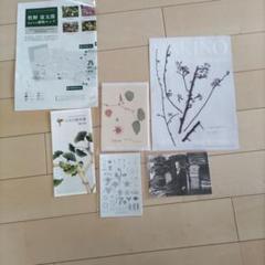 大野廣子、ニュートンのリンゴ小石川植物園、希少な画集より