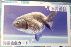 ※希少品 らんちゅう名鑑 上巻 緑書房【ケースあり】 Yahoo!オークション -「らんちゅう」(本、雑誌) の落札相場
