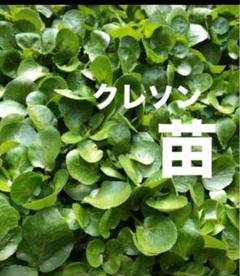 【5月末まで】湧き水育ち　天然　クレソン　10キロ目安　訳あり 5月末まで】湧き水 クレソン 天然 10キロ 訳あり