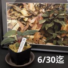 ホマロメナ/Homalomena humilis [AZ0622-2]No9 - メルカリ