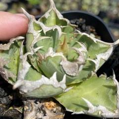 アガベ　CJ-4⑤ CJ plants/ CJ collection/まとめ：アガベ /Agave | BEAT GARDEN