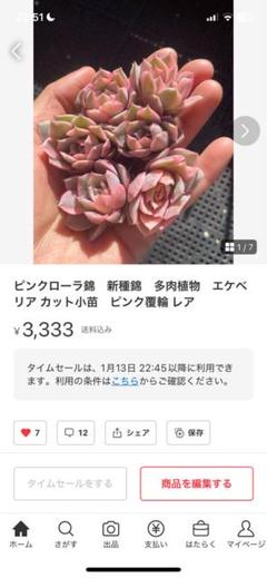 2025年最新】ローラ錦多肉の人気アイテム - メルカリ