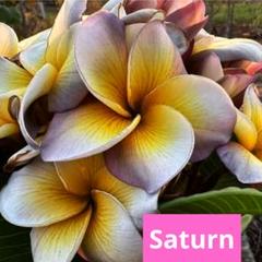 プルメリア種子 ♡saturn♡ ☆5種子☆ レア品種 - メルカリ