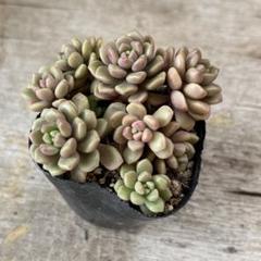 スプリングワンダーxだるま姫秀麗 ポットまま 多肉植物 発送は