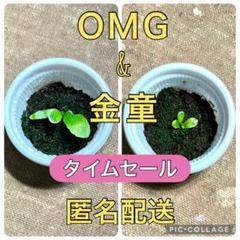 Michi Michi！金童スポア！メルカリ便！ ビカクシダ 金童スポア⑤ goldenboy 胞子培養 - メルカリ