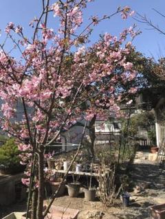 河津桜 桜 苗木の中古 未使用品を探そう メルカリ