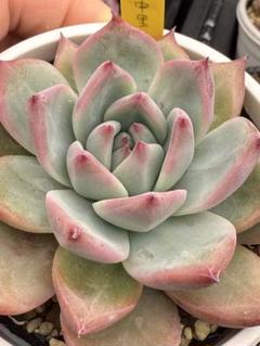 多肉植物 中里リンゼアナ自家受粉種子 ⑫ - メルカリ