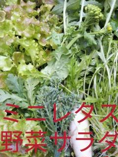 ミニリーフレタス サラダ野菜 コンパクト