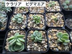 ケラリア　ピグマエア　実生　雄株雌株セット　鉢のままメルカリ便発送 ケラリアピグマエア 実生 雄株雌株セット 鉢のままメルカリ便