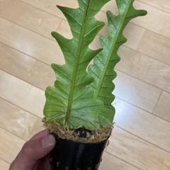 Aglaomorpha coronans 石垣島産 Aglaomorpha coronans 石垣島産 - メルカリ