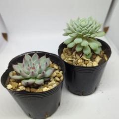 おらいさん苗   ミックスベリア紫紺の矢   札付き鉢ごと   メルカリ便 エケベリア 紫紺の矢 完成株 5号鉢 おらいさん苗 札付き