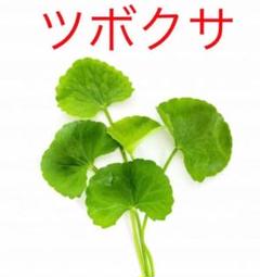 ツボクサ スペードリーフの種 200粒
