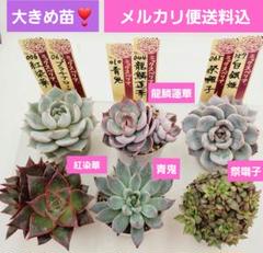 ㊸大きめ苗! 青鬼❣️ちょこん❣️ブルーバニラ❣️紅手鞠❣️発