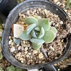 2025年最新】つぶつぶ屋 多肉植物の人気アイテム - メルカリ