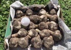 青森県産 令和7年産 生にんにく L 玉 5kg - メルカリ