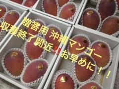 贈答用 沖縄マンゴー 御中元ギフト産地直送 数量限定・ご予約順発送 最終値下げ】贈答用 沖縄マンゴー 2kg（4〜5玉入り）【化粧