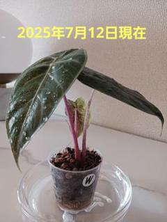 2025年最新】アロカシアピンクドラゴンの人気アイテム - メルカリ