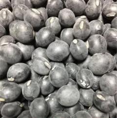 黒豆 種用 50粒 プラス入ります