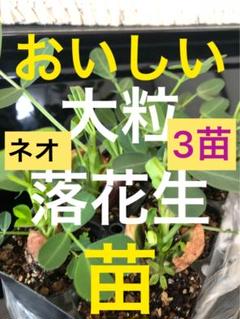 おおまさり　ネオ　苗　40株 2025年最新】おおまさりネオ 苗の人気アイテム - メルカリ